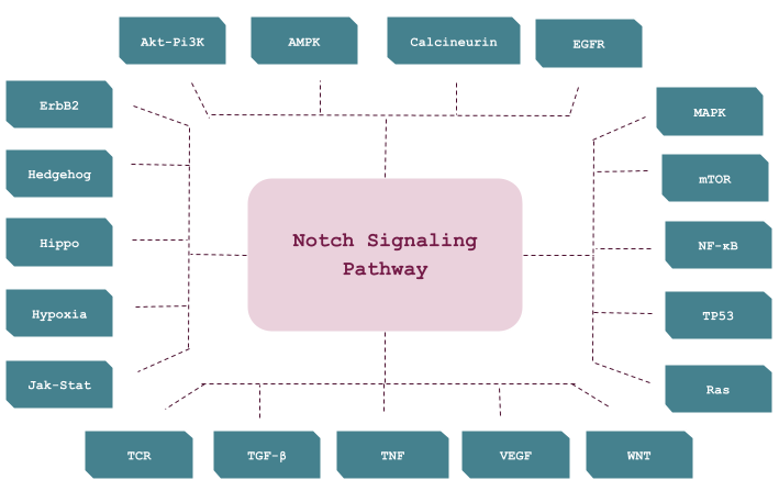 crosstalk_pathway